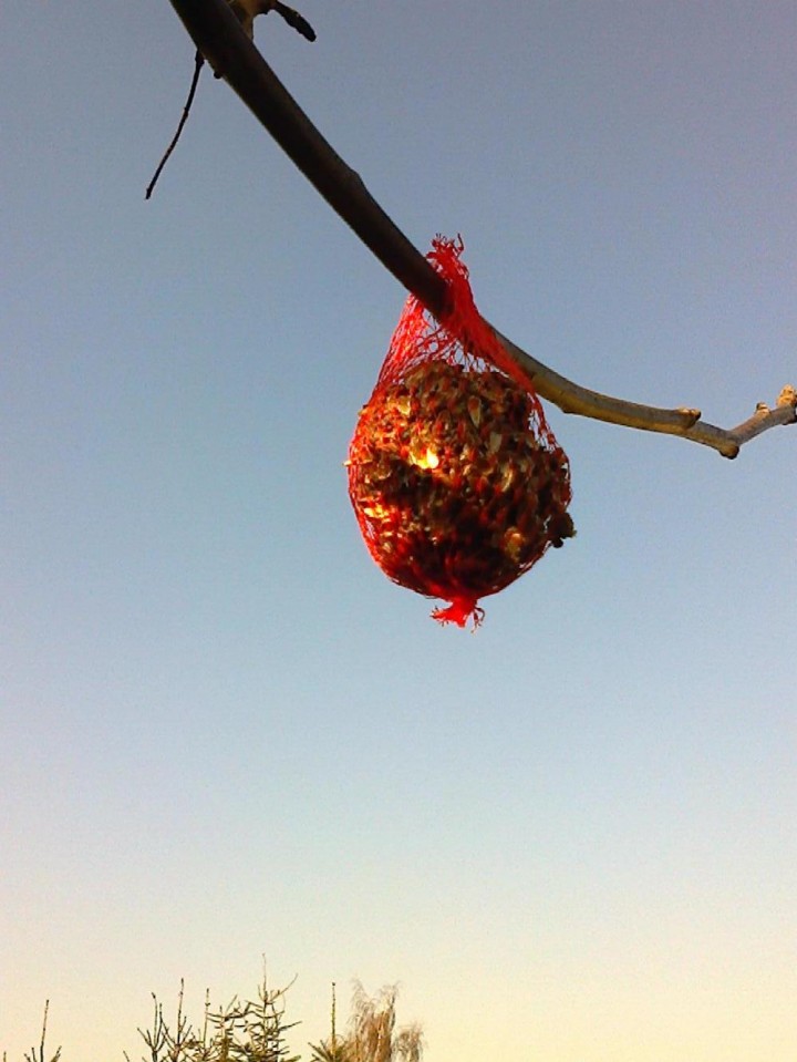 Działalność bogatek i ...