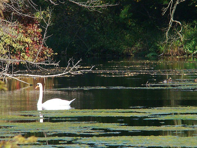Łabędź niemy - Niedzielna ...