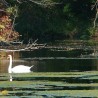 Łabędź ...