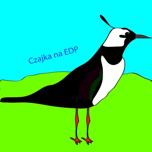 Moja czajka na EDP 2012