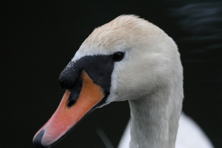 portret