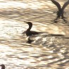 kormoran...