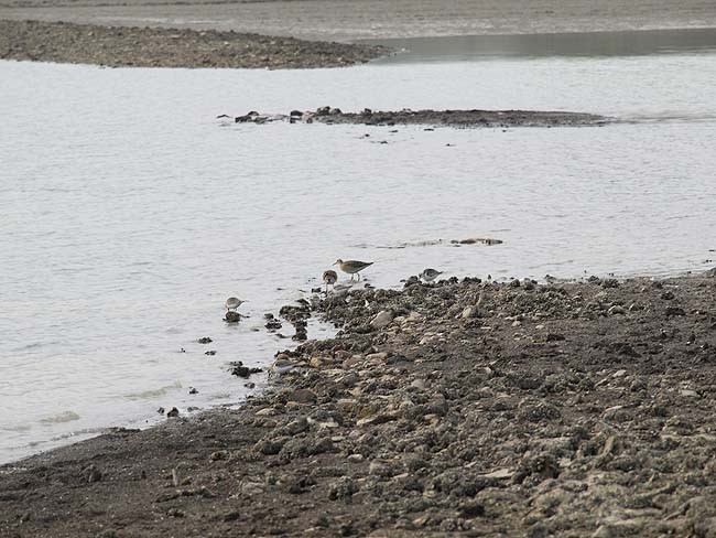 Dni Ptaków 2008 - Rozkoś