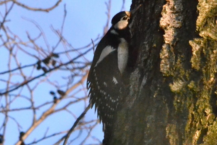 Dzięcioł