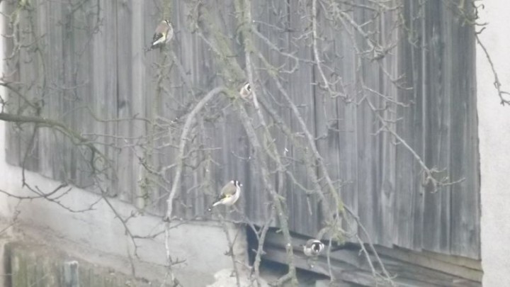 Ile szczygli jest na ...