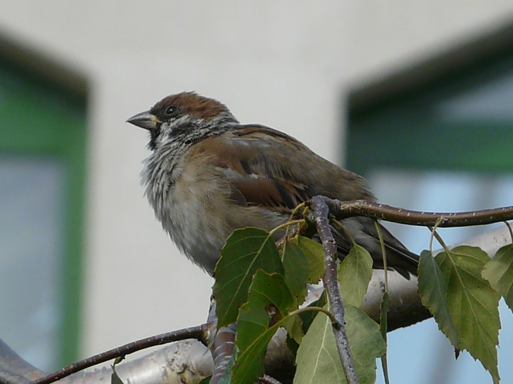 mazurek