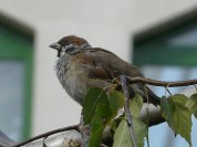 Więcej
