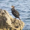 kormoran ...
