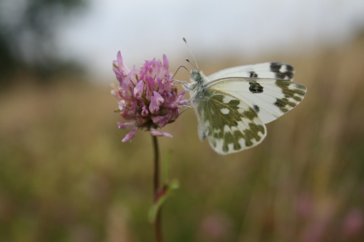 Zorzynek żerzuchowiec