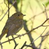 Robin ;)