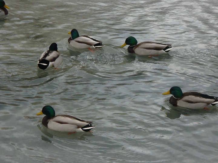 Krzyżówki samce :)