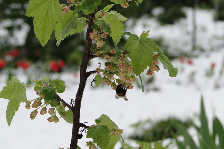 pszczółka Maja - a w ...