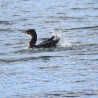 Kormoran ...