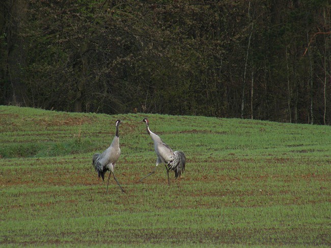 Miłe widoki w drodze ...