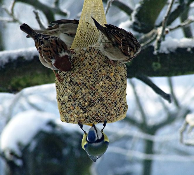 Modraszka i spółka.