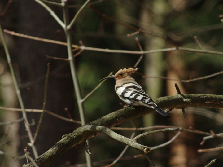 Doleciały i na Mazury :)