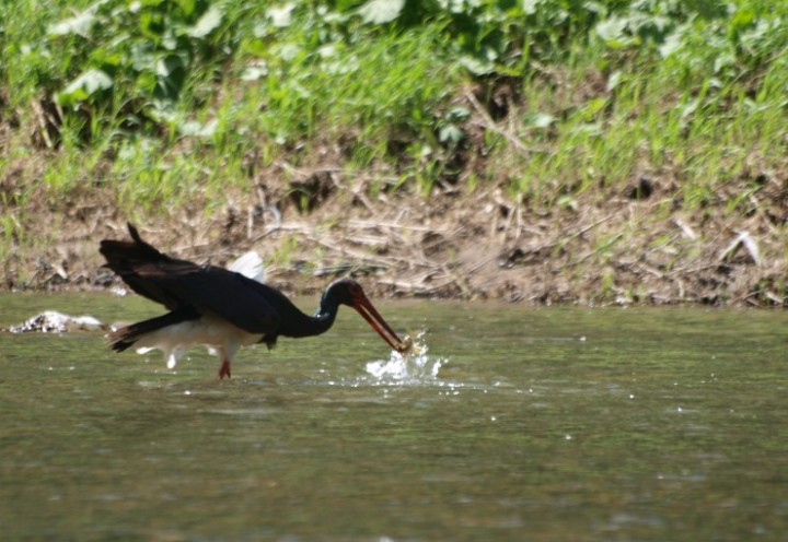Nigra z rybą