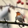Robin