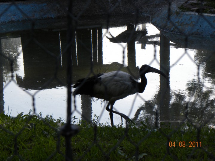 ibis czczony