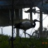 ibis ...