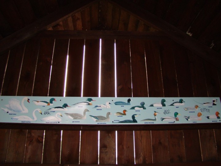 ptaki z ptasiego raju 4