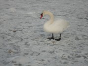 Więcej