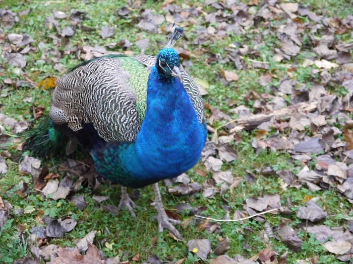 Wspaniały paw - ozdoba ...