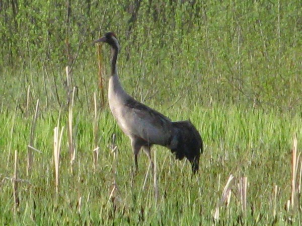 Grus grus