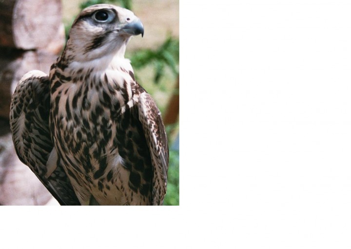 jastrząb- szkoda że nie ...