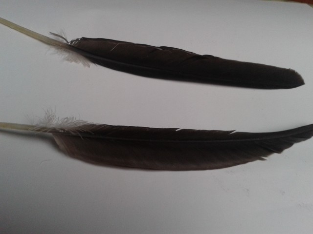 Proszę o pomoc.  Pióra ...