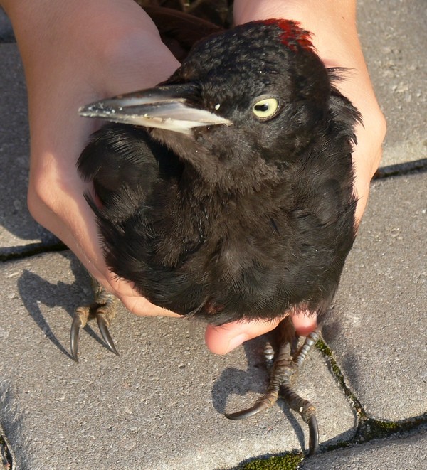 Dzięciolica czarna pazurkowata