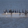 Kormoran ...
