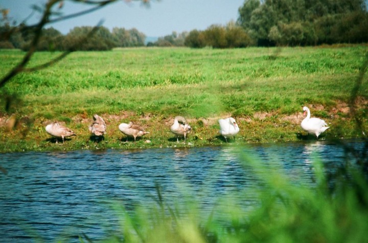 pan łabędź i rodzina