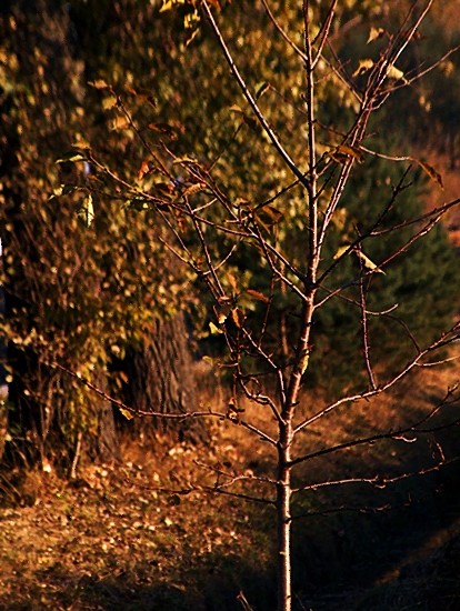 Młode drzewo