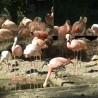 Flamingi.