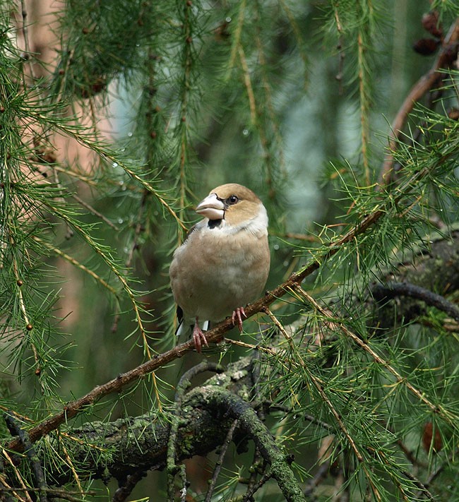gatunek oczywisty, a ...