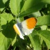 motyl- ...