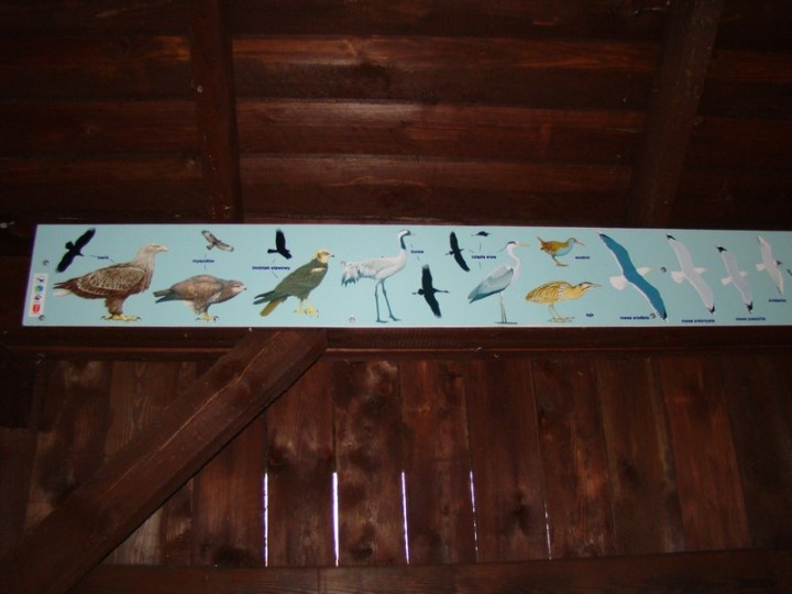 ptaki z ptasiego raju 2