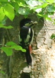 Więcej