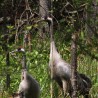 Grus to ...