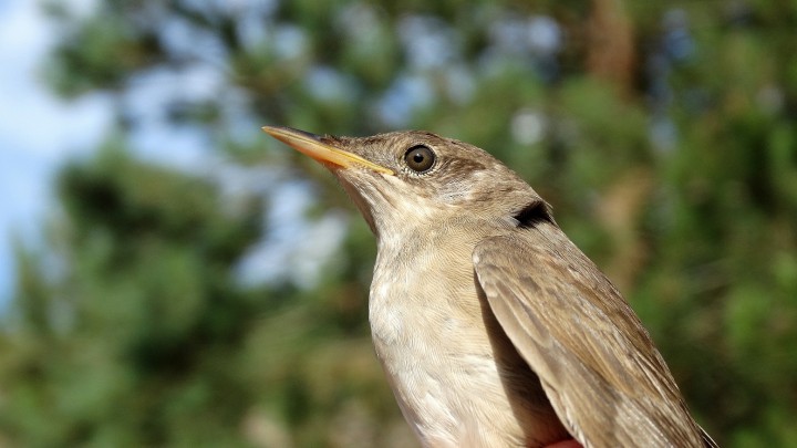 Brzęczka