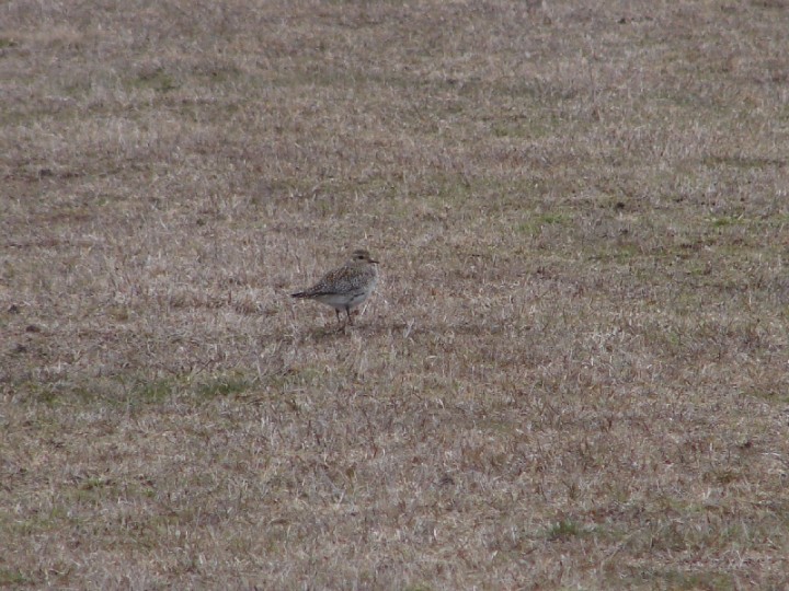 Proszę o pomoc w zidentyfikowaniu ...
