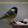 Więcej Wszystki ...