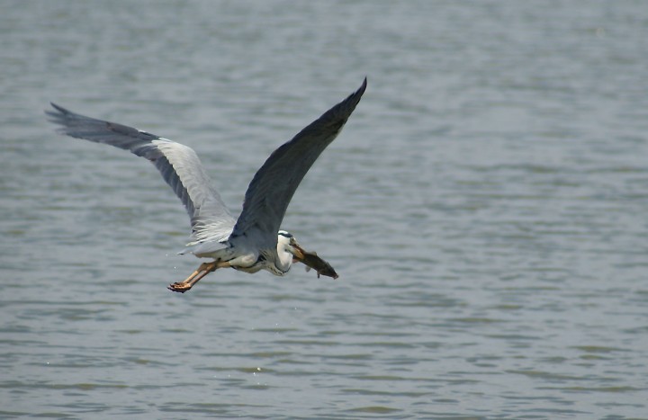 Pan Karp vs. Siwy ptak: ...