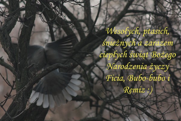 Pachnącej choinki :)