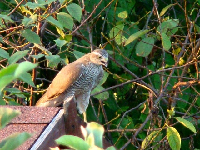 Wpadłem sie rozejrzeć.