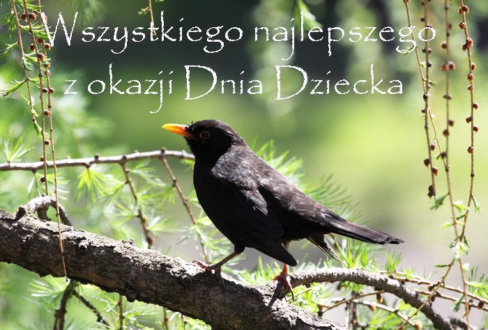 Życzenia