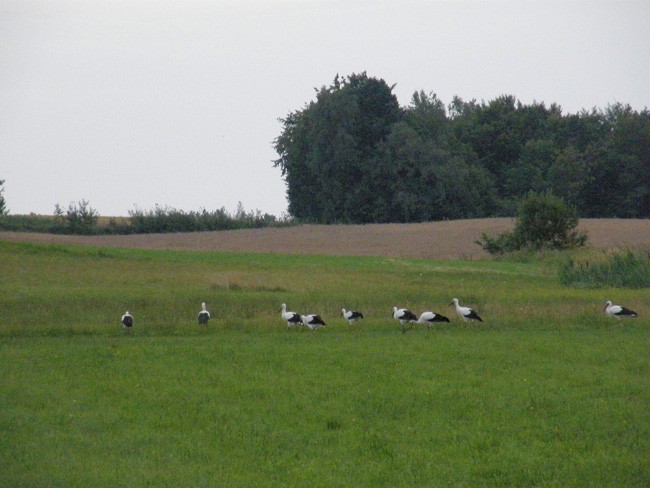 Sejmik