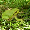 Zielono ...