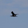 kormoran